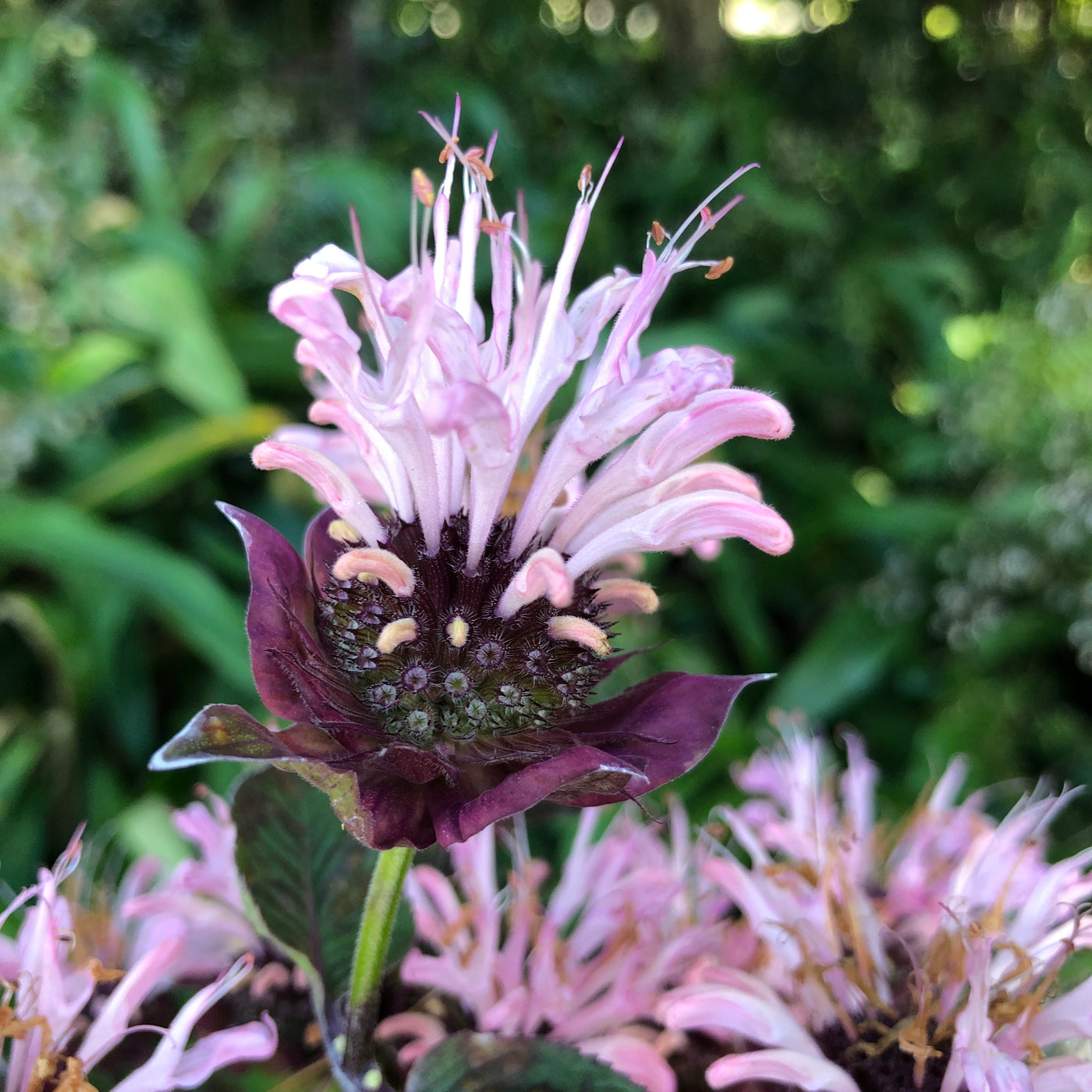 Puriri Lane | Monarda didyma | Ou Charm
