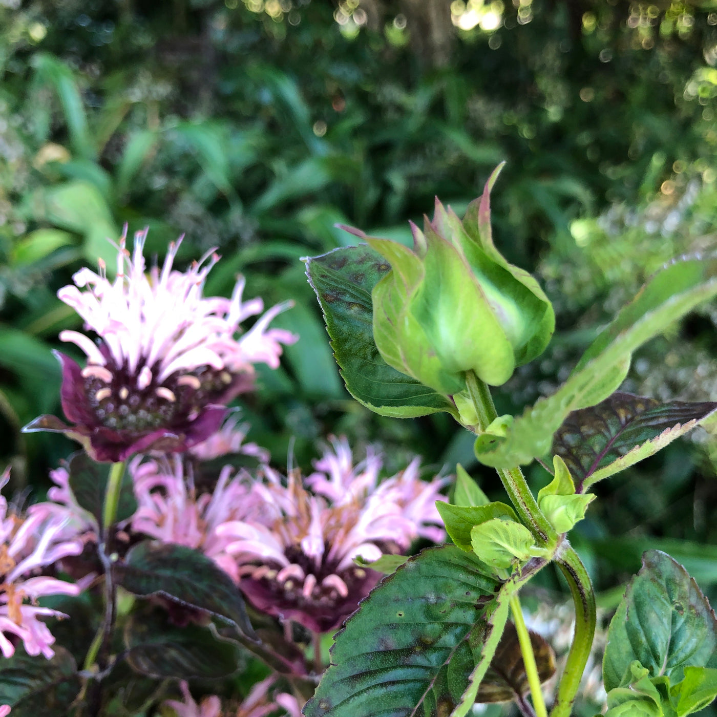 Puriri Lane | Monarda didyma | Ou Charm