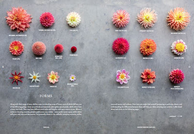 Puriri Lane | Floret Farm's | Discovering Dahlias