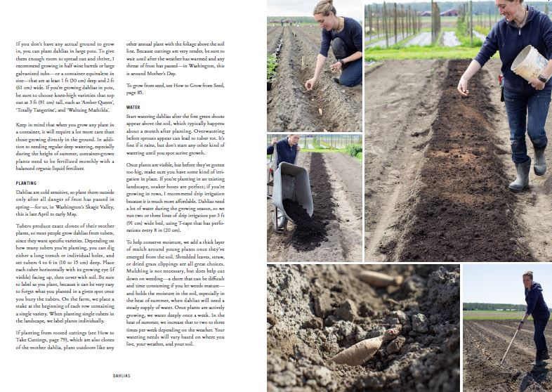 Puriri Lane | Floret Farm's | Discovering Dahlias