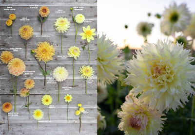 Puriri Lane | Floret Farm's | Discovering Dahlias