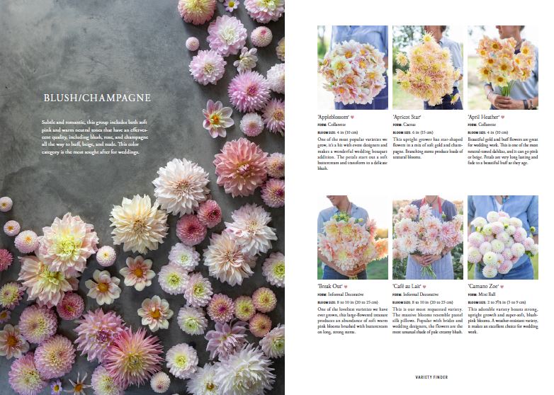 Puriri Lane | Floret Farm's | Discovering Dahlias