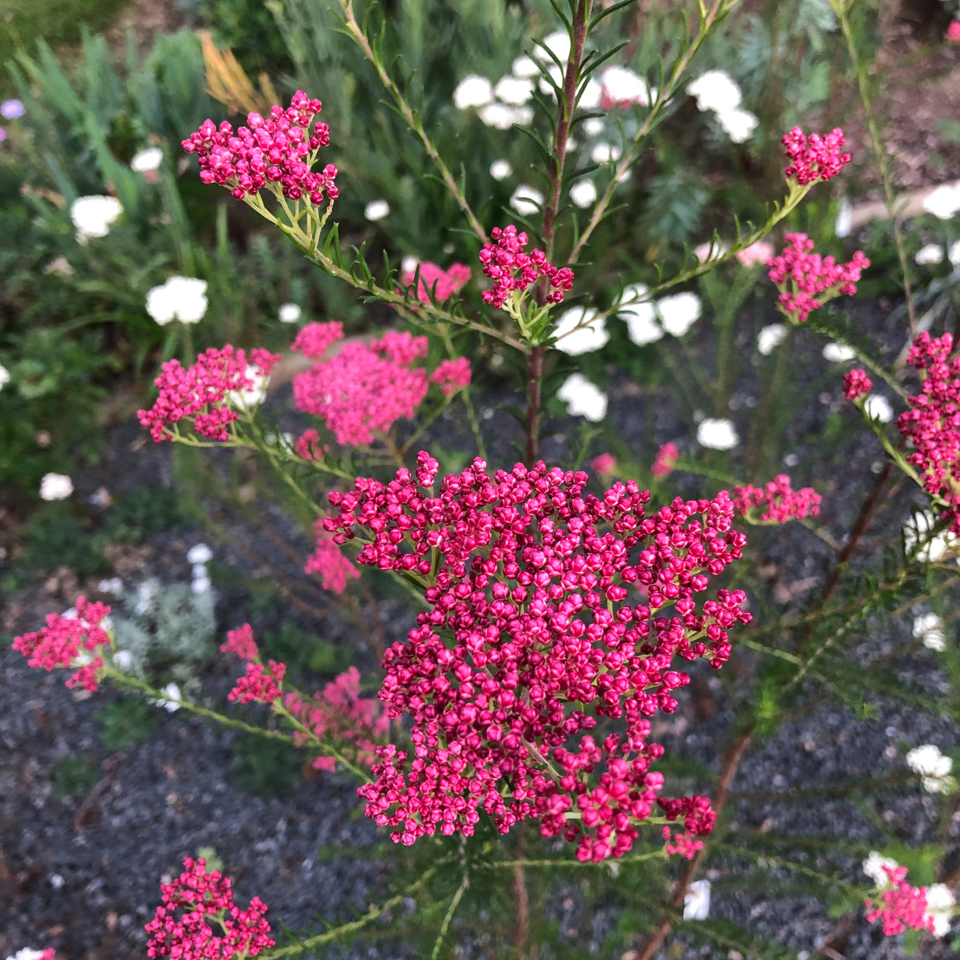 Puriri Lane | Ozothamnus diosmifolius | Royal Flush