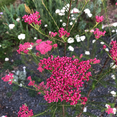Puriri Lane | Ozothamnus diosmifolius | Royal Flush