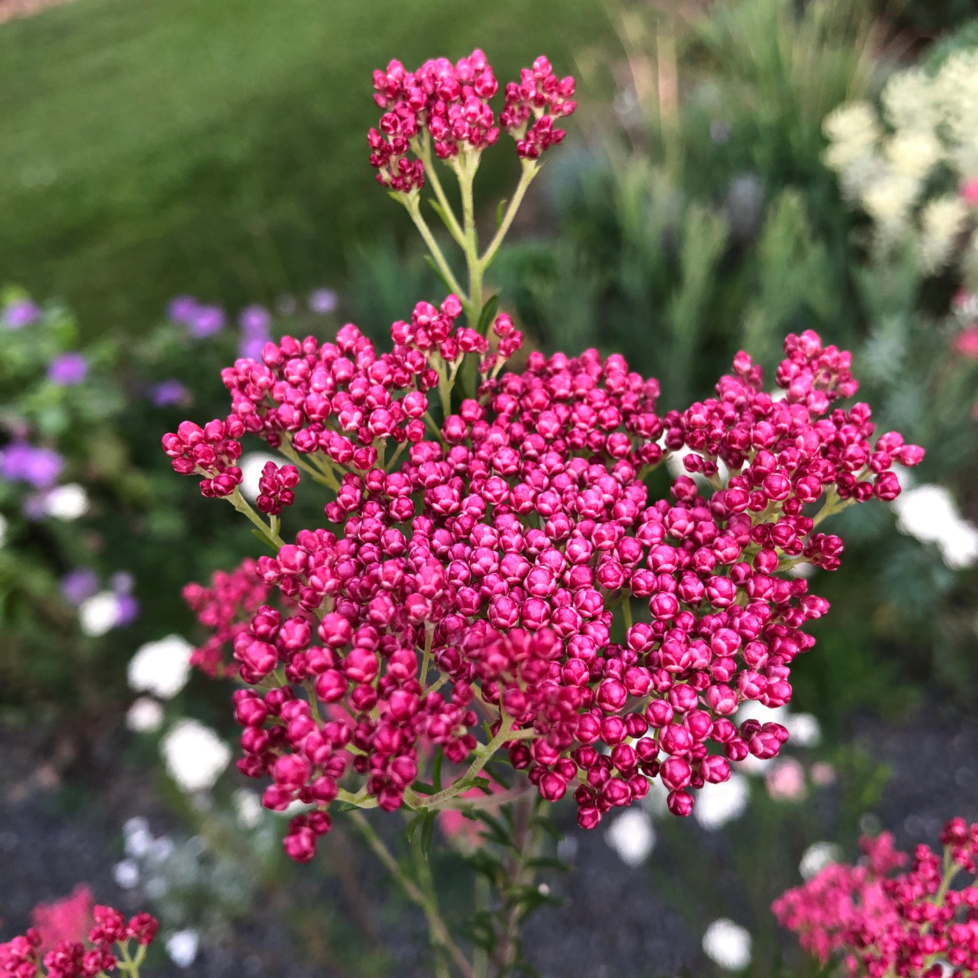 Puriri Lane | Ozothamnus diosmifolius | Royal Flush