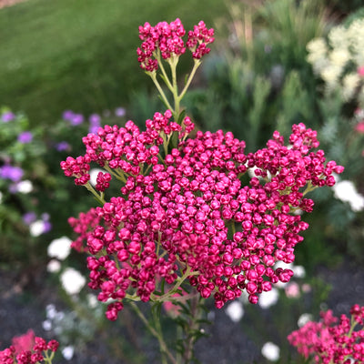 Puriri Lane | Ozothamnus diosmifolius | Royal Flush