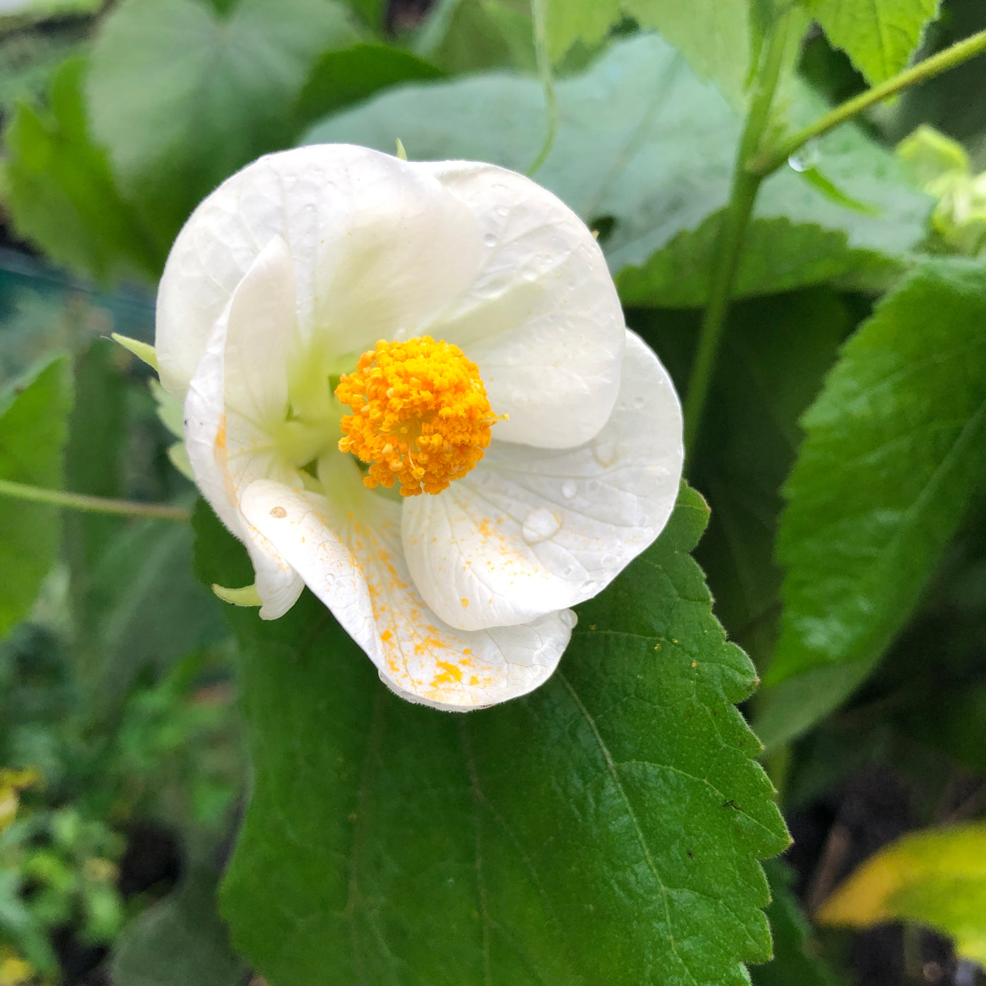 Puriri Lane | Abutilon  | Boule de Neige
