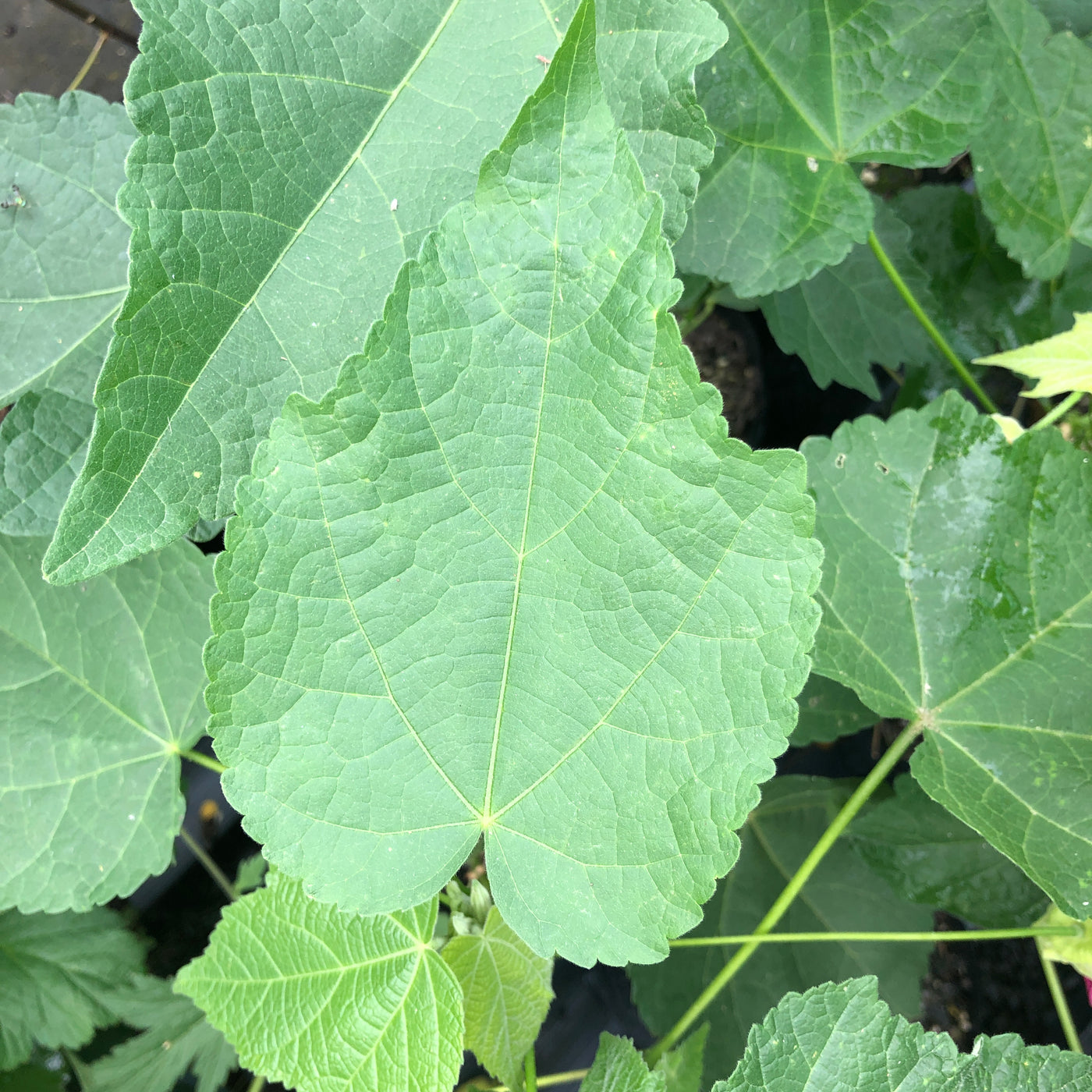 Puriri Lane | Abutilon x hybridum | Voodoo