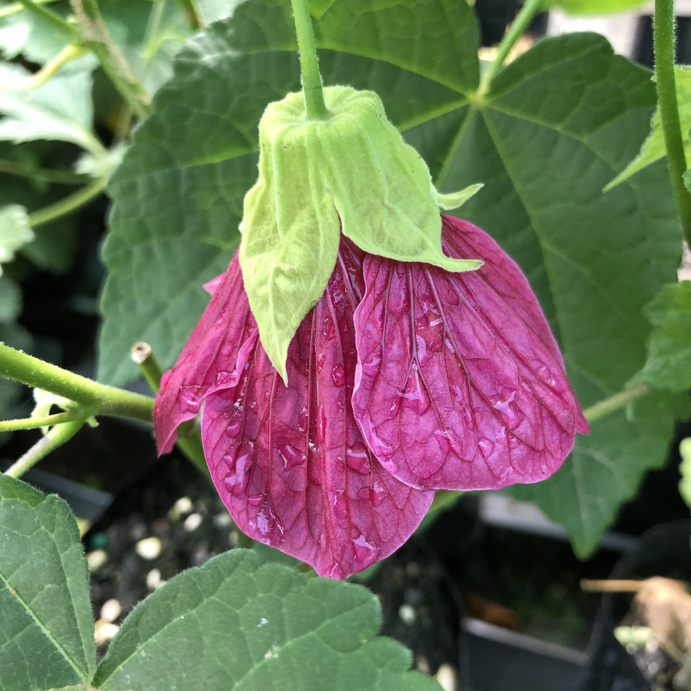 Puriri Lane | Abutilon x hybridum | Voodoo