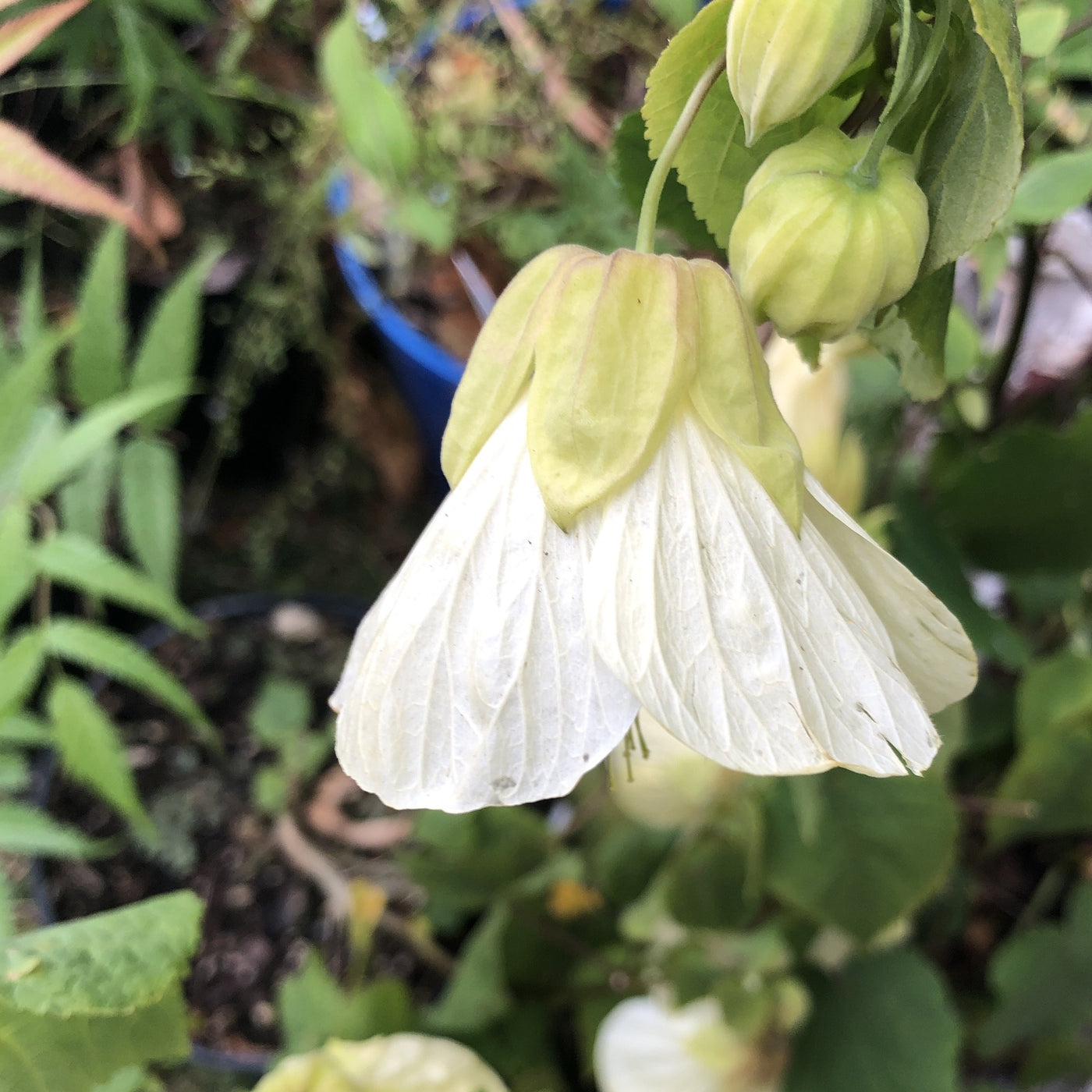 Puriri Lane | Abutilon  | Boule de Neige