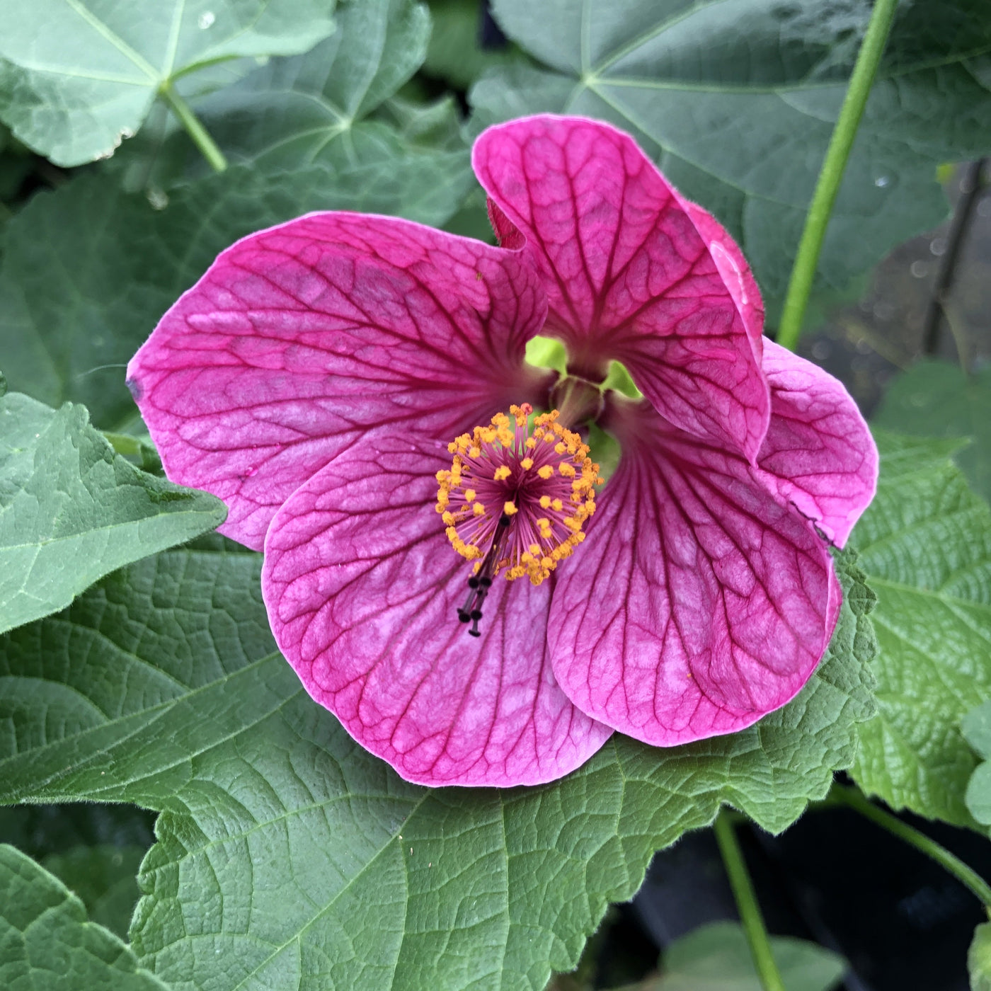 Puriri Lane | Abutilon x hybridum | Voodoo