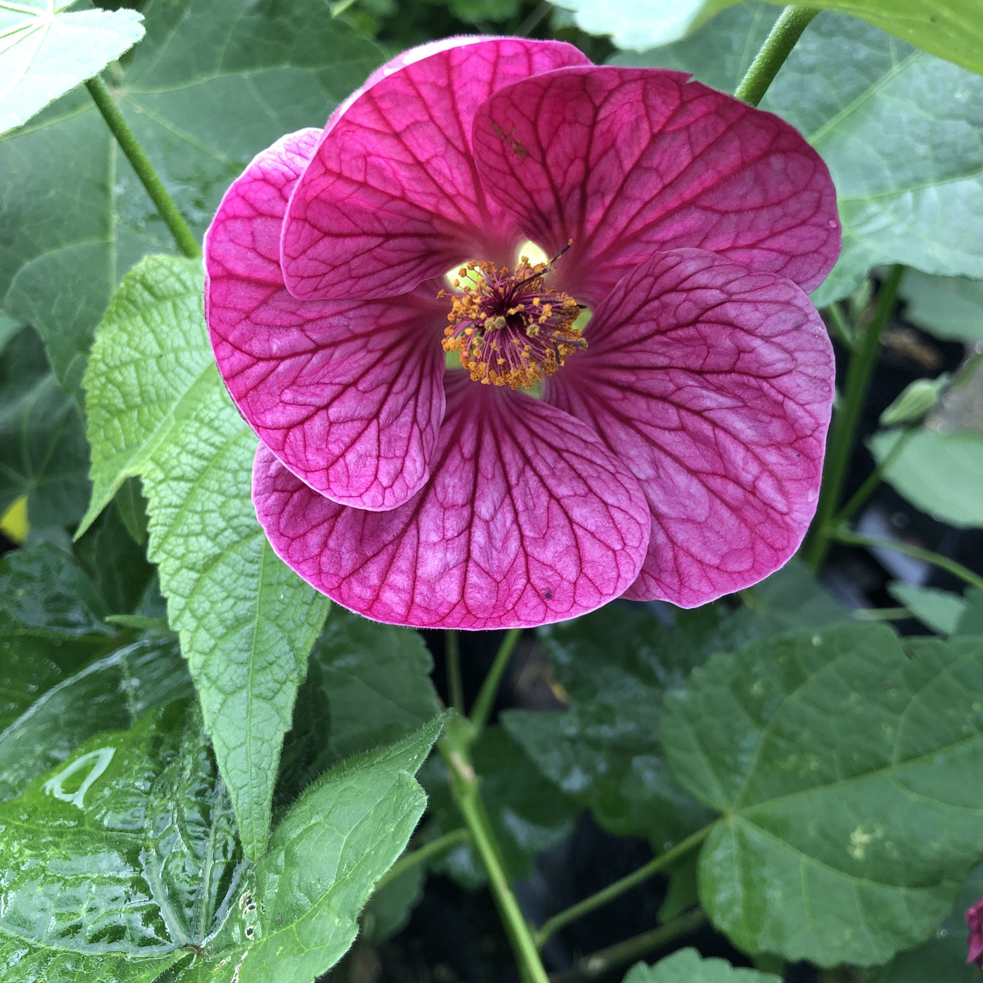 Puriri Lane | Abutilon x hybridum | Voodoo