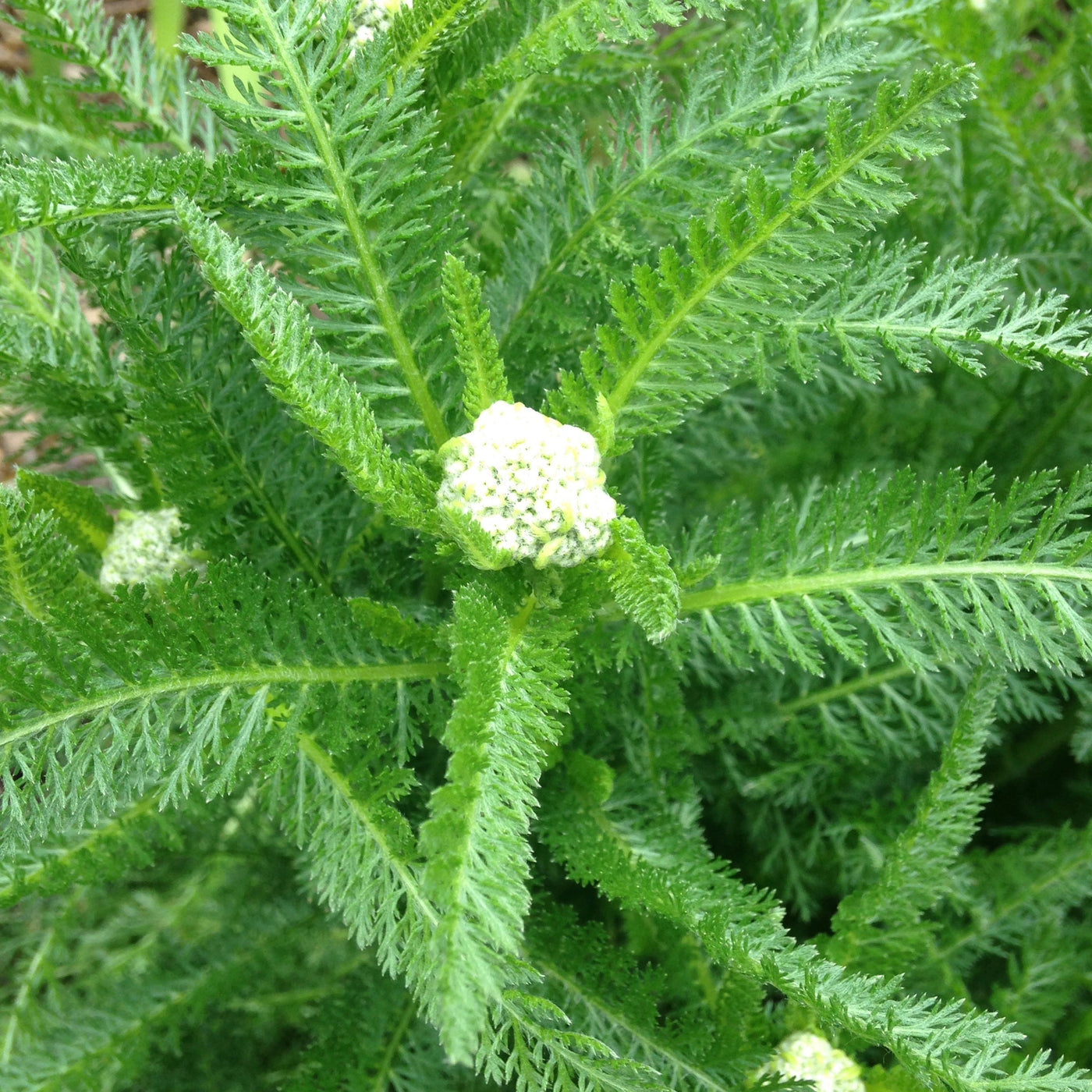 Achillea millefolium | Taylors Pink