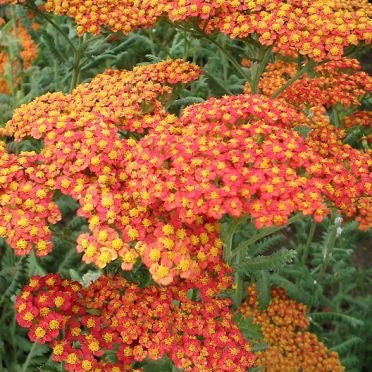 Puriri Lane | Achillea millefolium  | Terracotta
