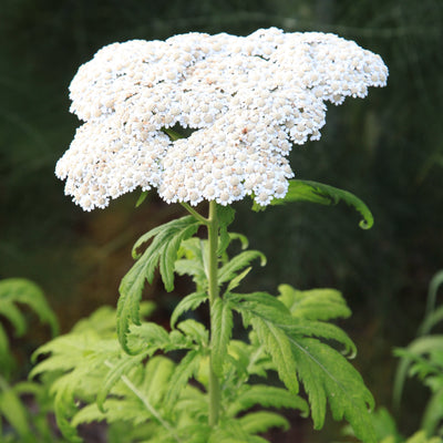 Puriri Lane | Achillea chrysocoma | Grandiflora