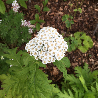 Puriri Lane | Achillea chrysocoma | Grandiflora