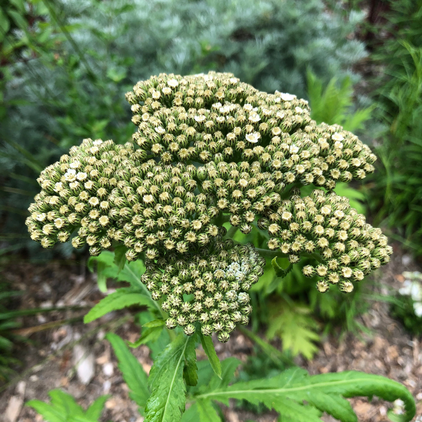 Puriri Lane | Achillea chrysocoma | Grandiflora