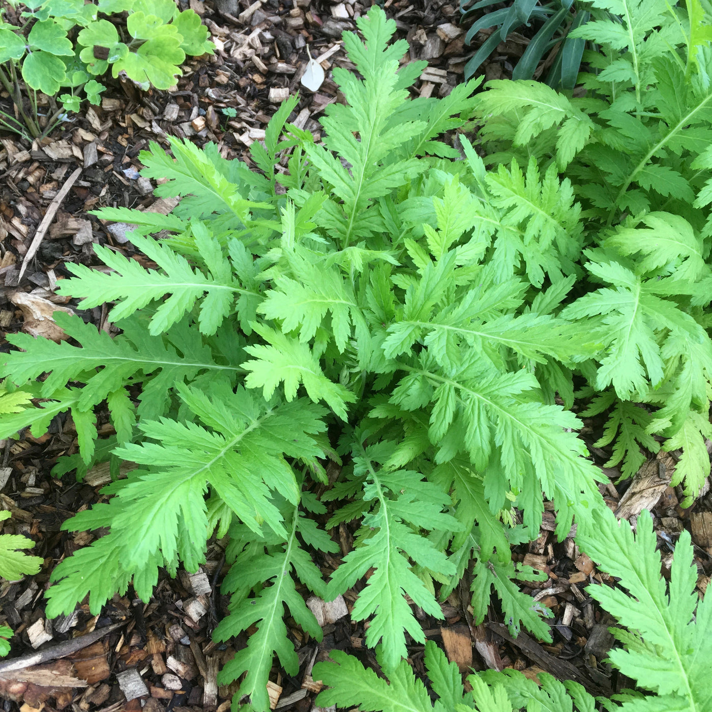 Puriri Lane | Achillea chrysocoma | Grandiflora