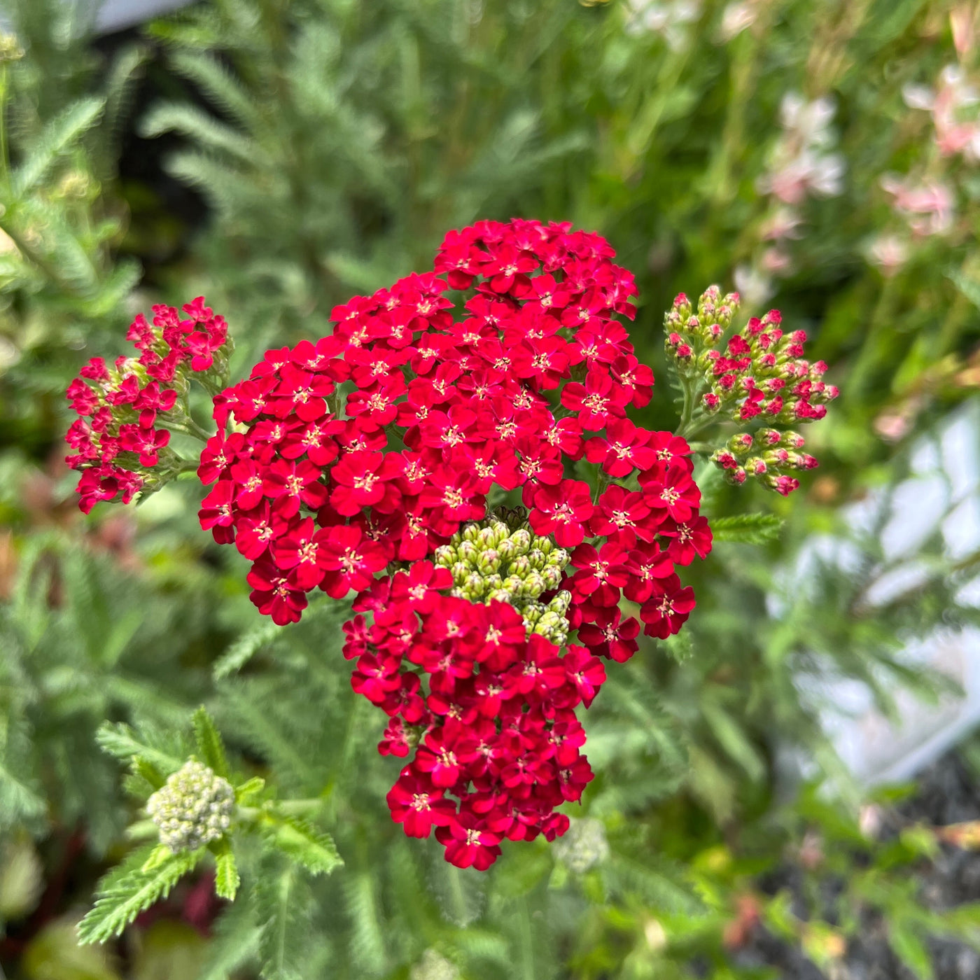 Puriri Lane | Achillea millefolium | Red Velvet