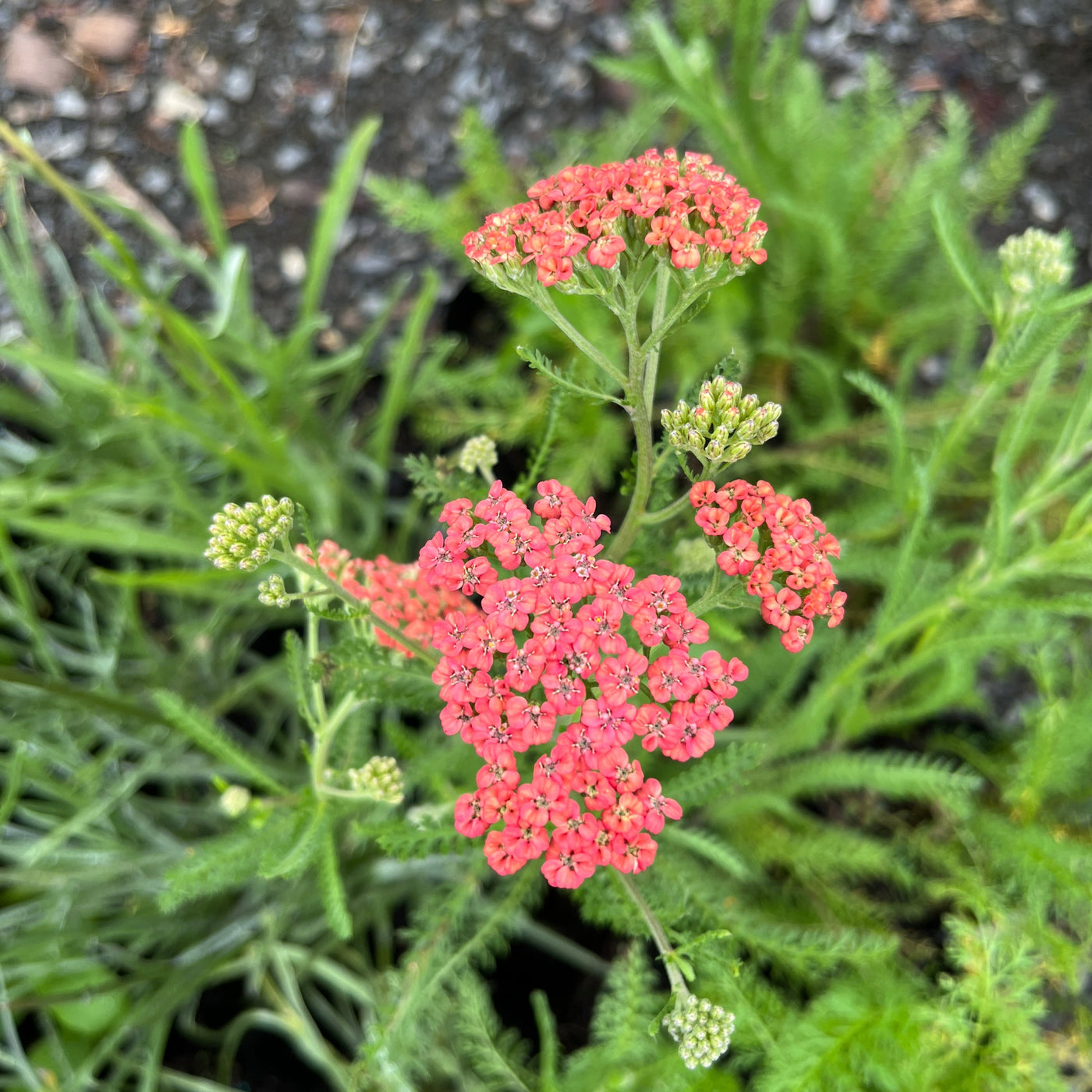 Puriri Lane | Achillea millefolium | Brick Dust