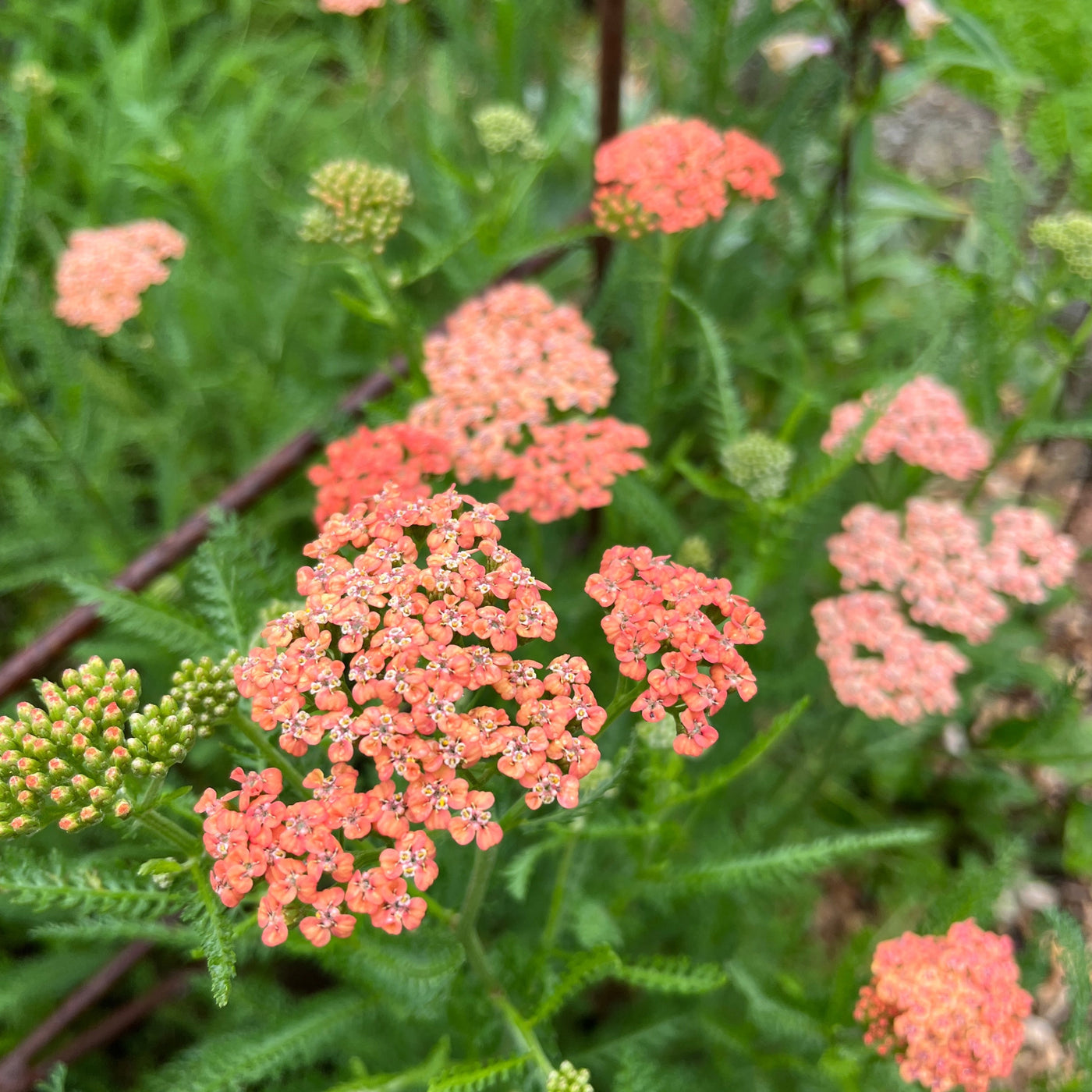 Puriri Lane | Achillea millefolium | Brick Dust