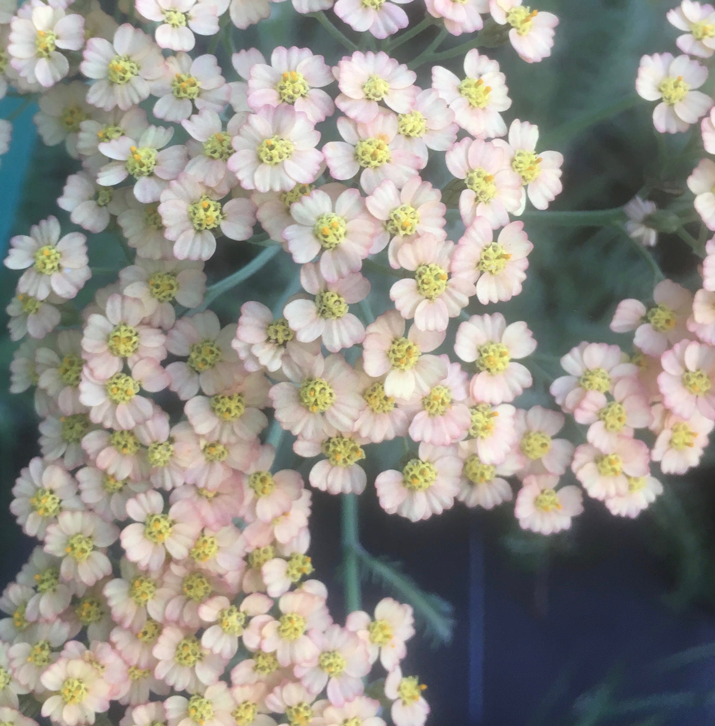 Puriri Lane | Achillea millefolium | Butterscotch