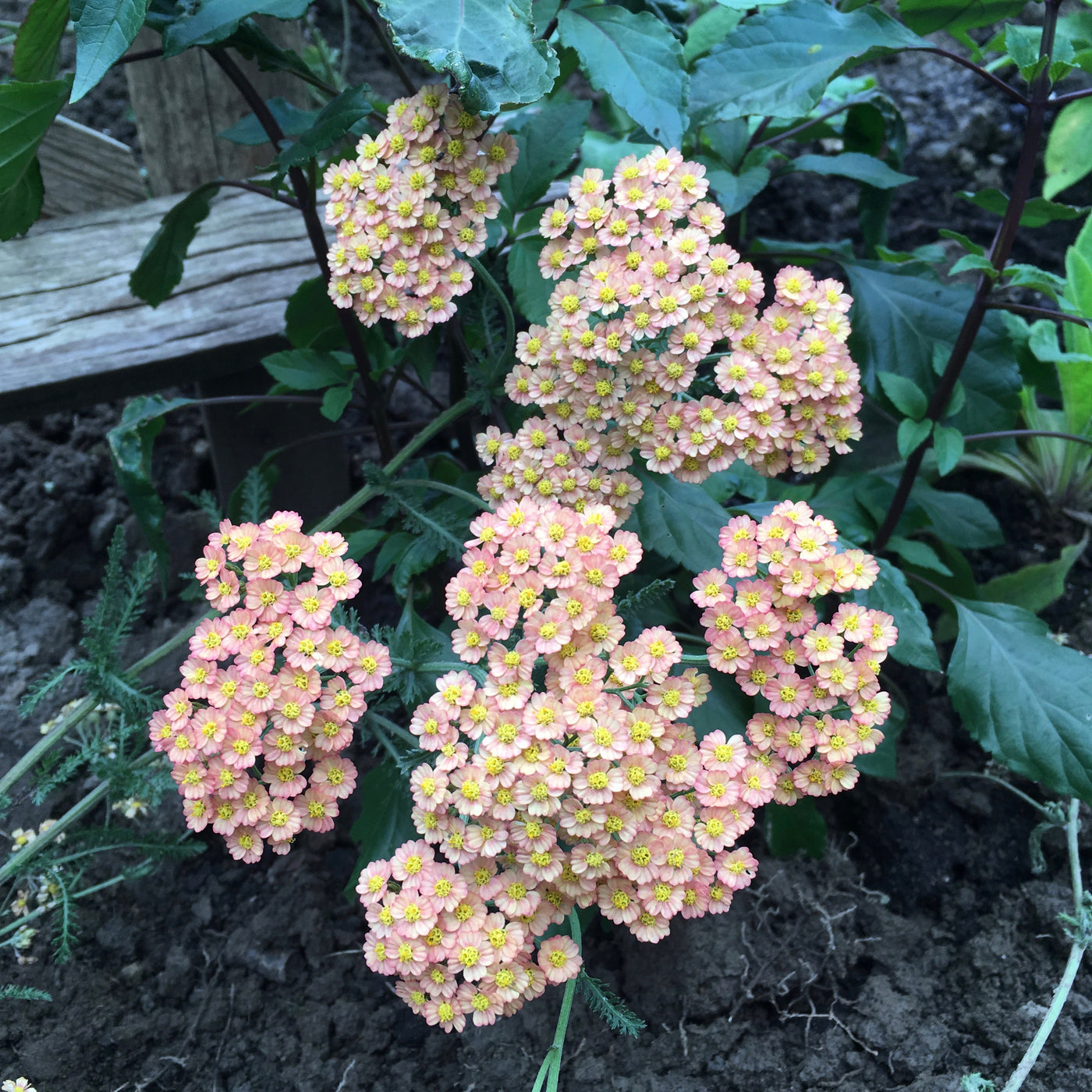 Puriri Lane | Achillea millefolium | Butterscotch