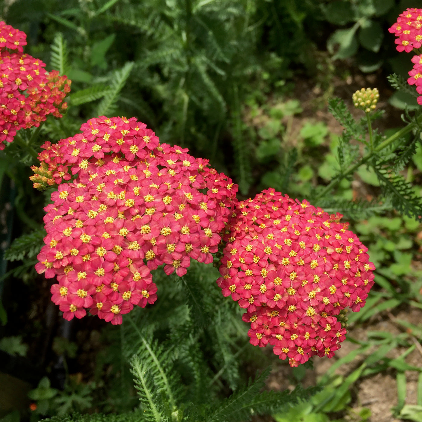 Puriri Lane | Achillea millefolium | Fanal
