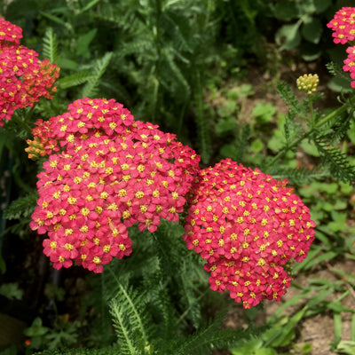 Puriri Lane | Achillea millefolium | Fanal