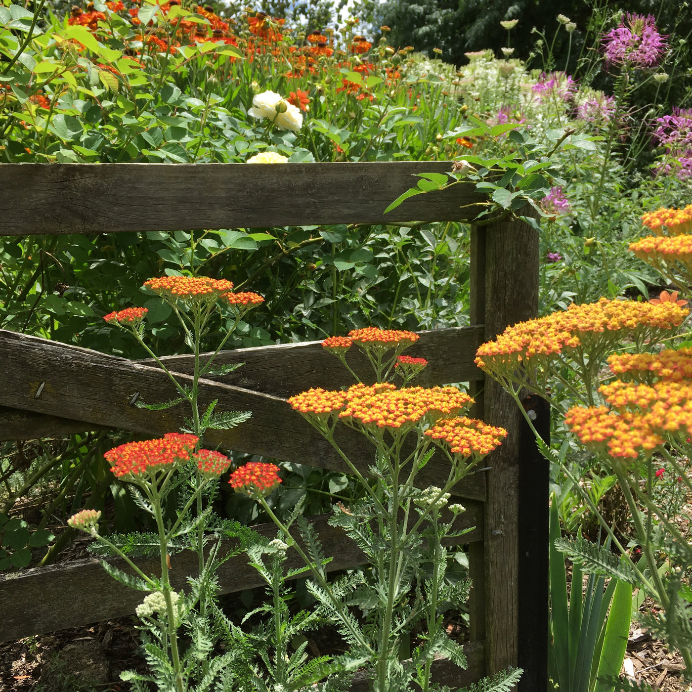 Puriri Lane | Achillea millefolium | Feurland