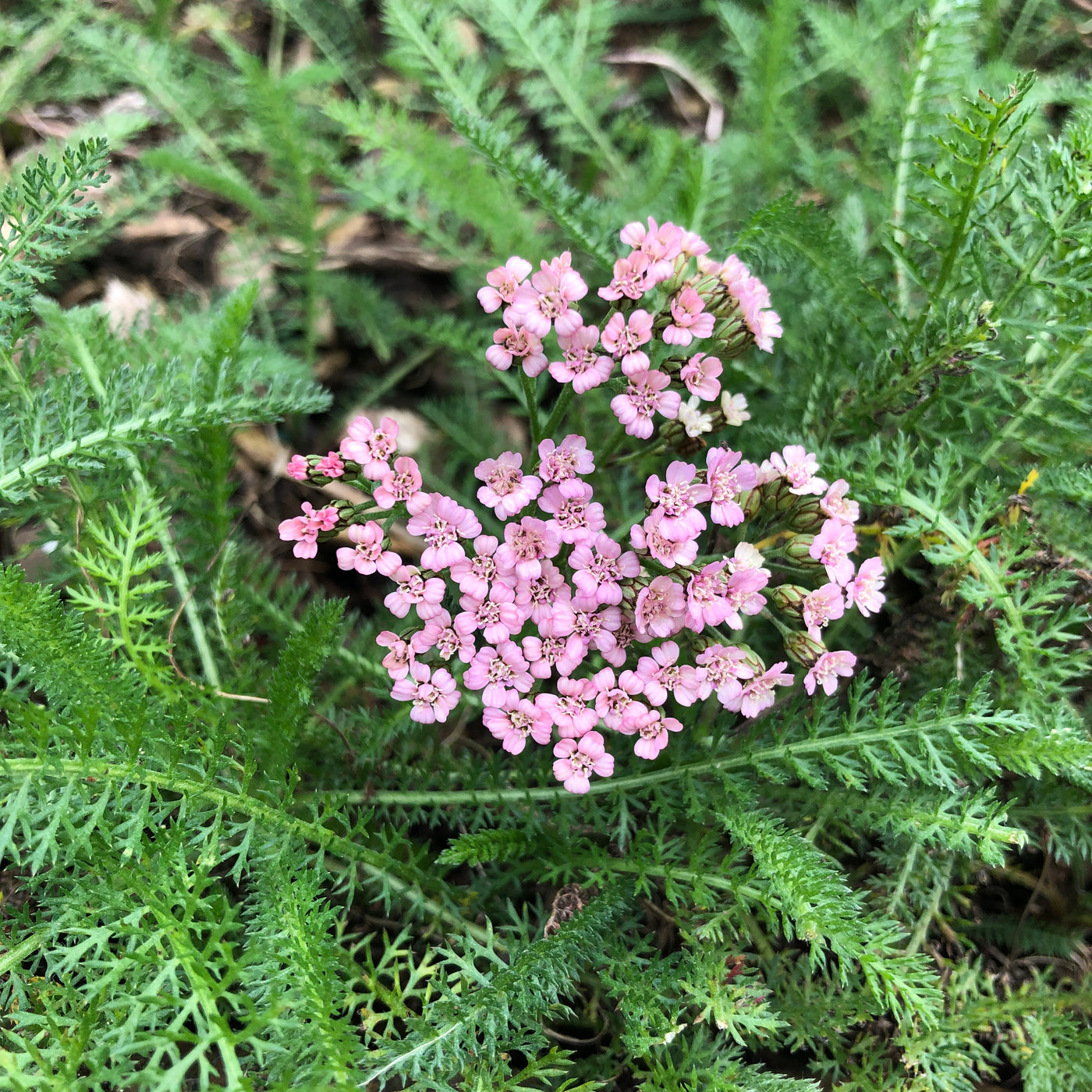 Puriri Lane | Achillea millefolium | Gloria Jean