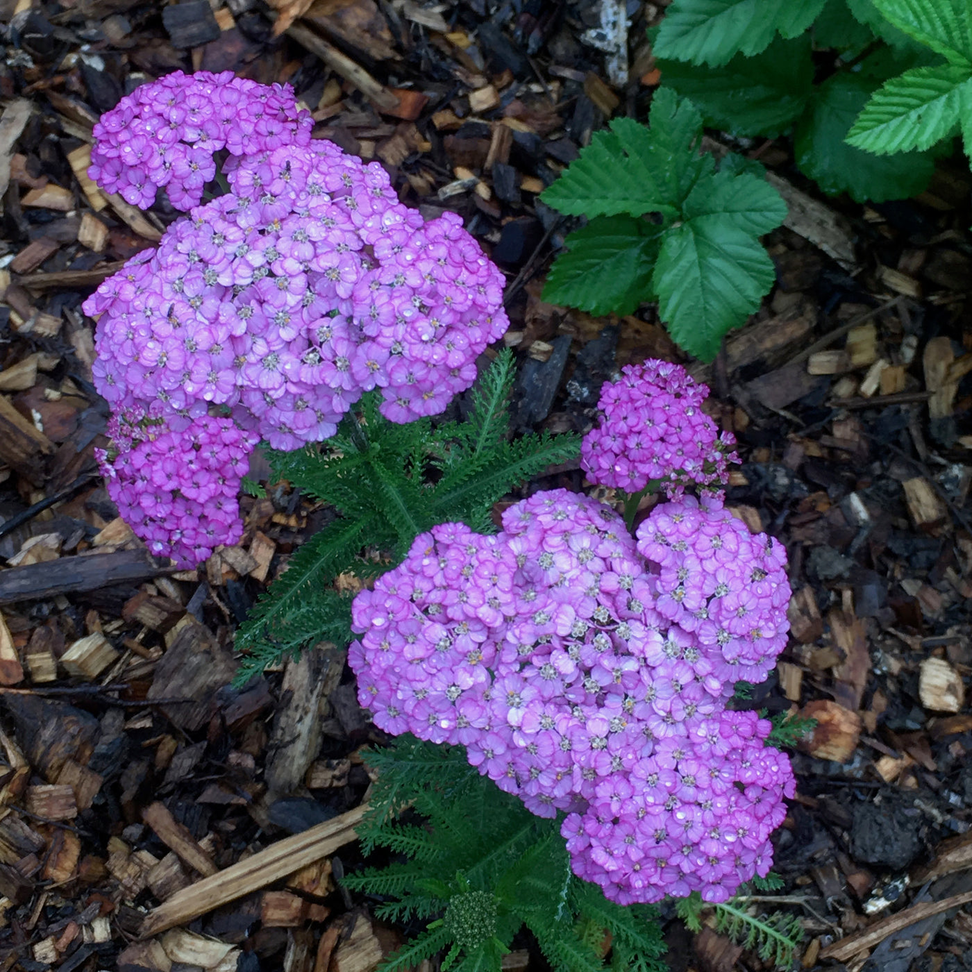 Achillea millefolium | Lavender & Lace