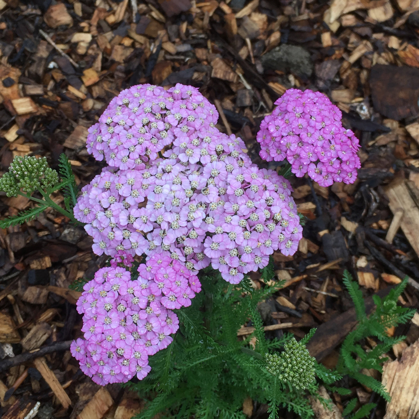Achillea millefolium | Lavender & Lace