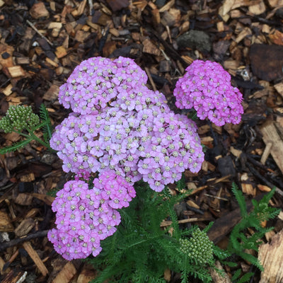 Achillea millefolium | Lavender & Lace