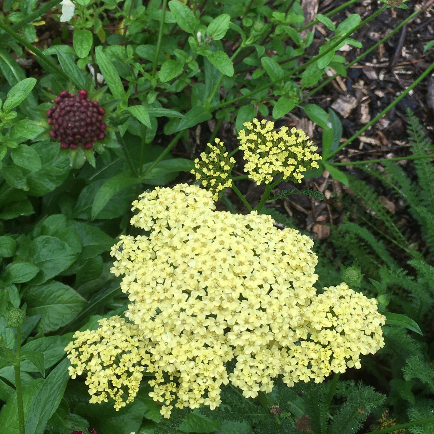 Achillea millefolium | Lemon