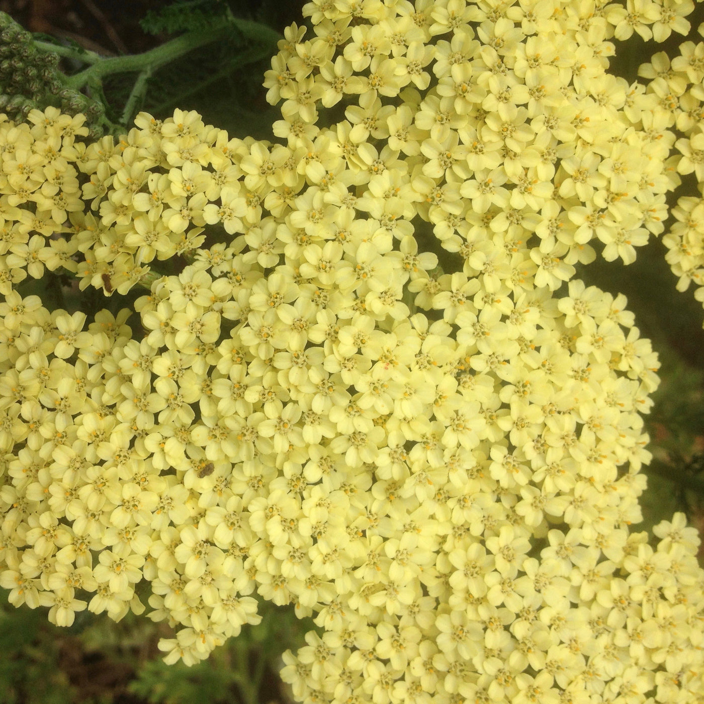 Achillea millefolium | Lemon