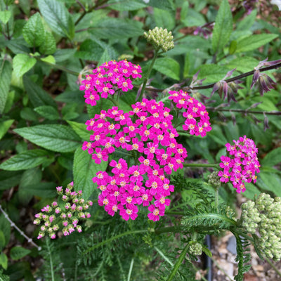 Puriri Lane | Achillea millefolium | Taylors Pink