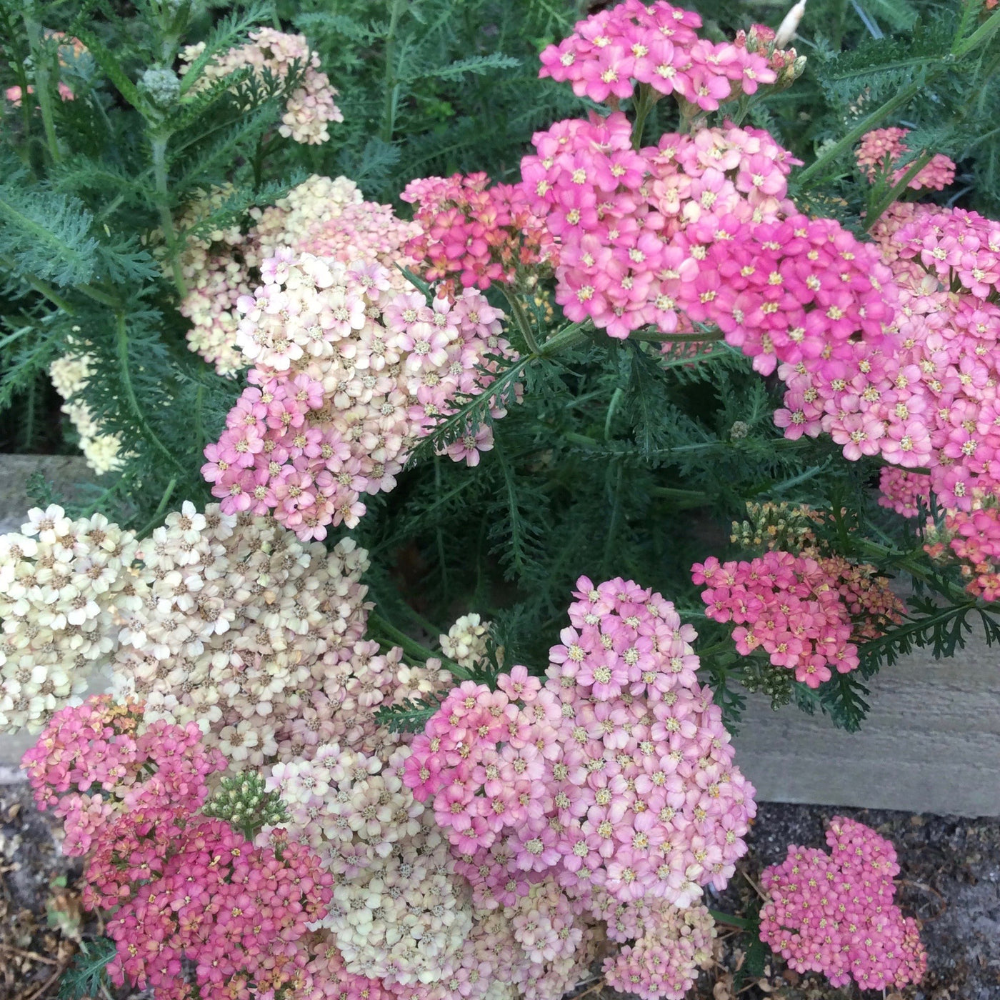Puriri Lane | Achillea millefolium | Weser River