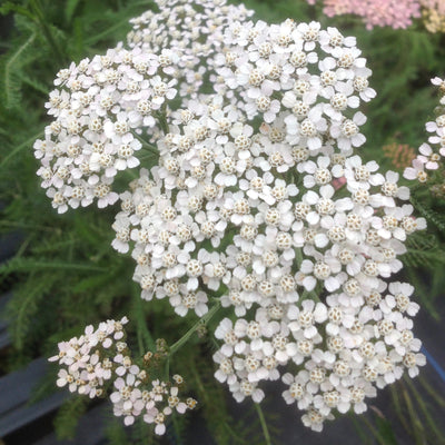 Puriri Lane | Achillea millefolium |  Proa White
