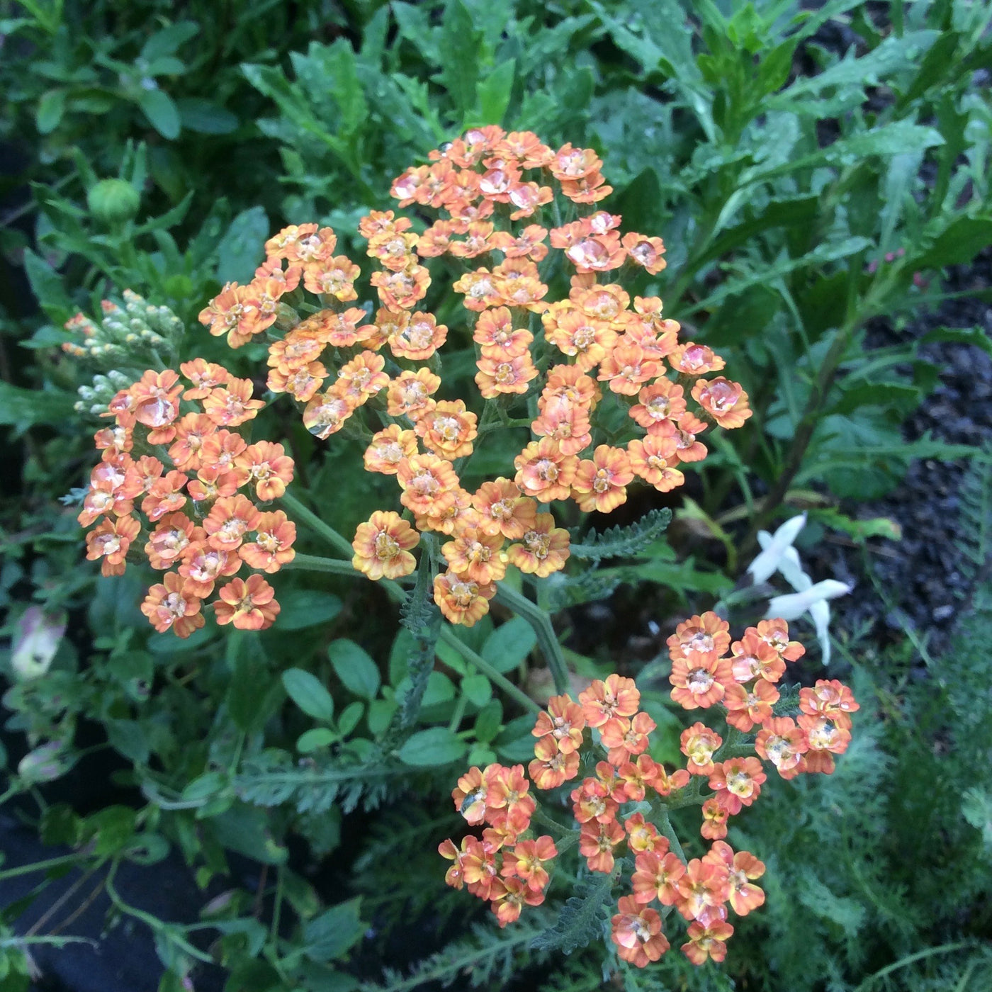 Puriri Lane | Achillea millefolium  | Terracotta