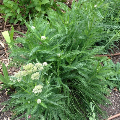 Puriri Lane | Achillea millefolium | Weser River