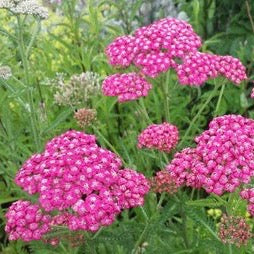 Puriri Lane | Achillea millefolium | Cerise Queen