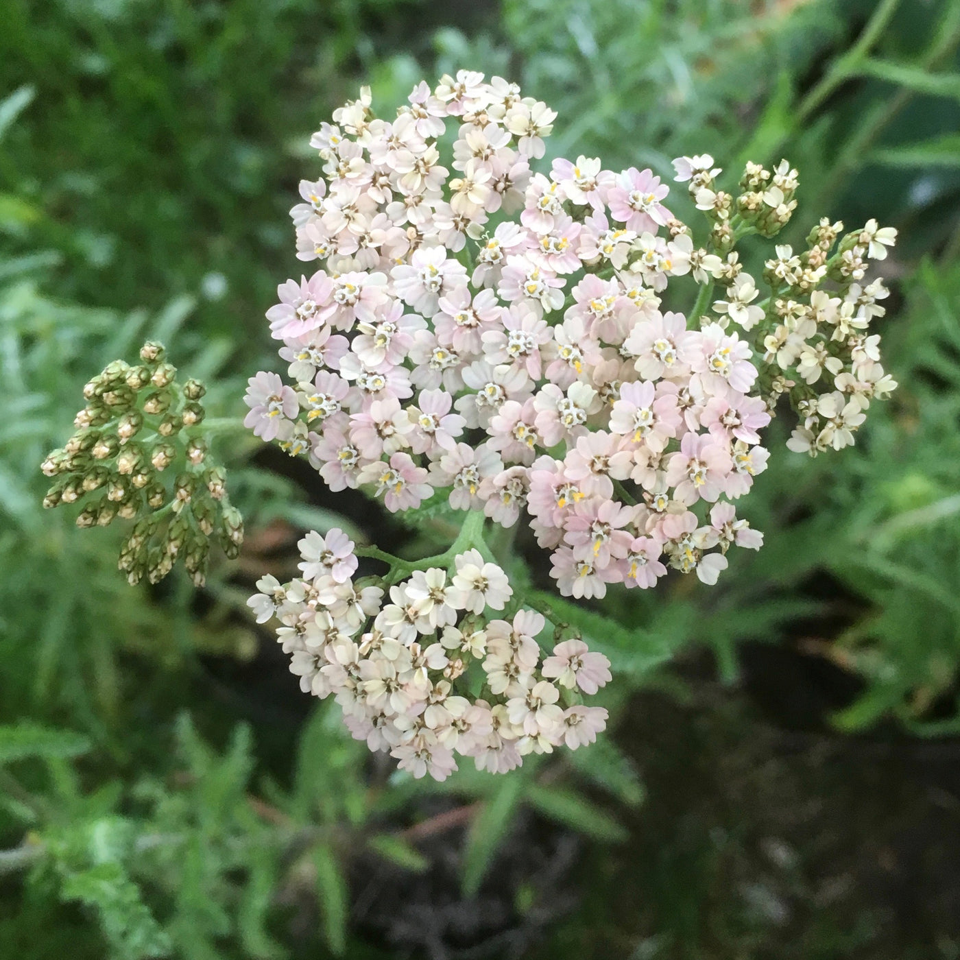 Puriri Lane | Achillea millefolium | Blush