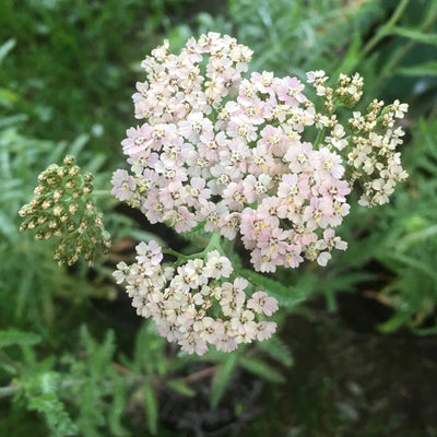 Puriri Lane | Achillea millefolium | Blush