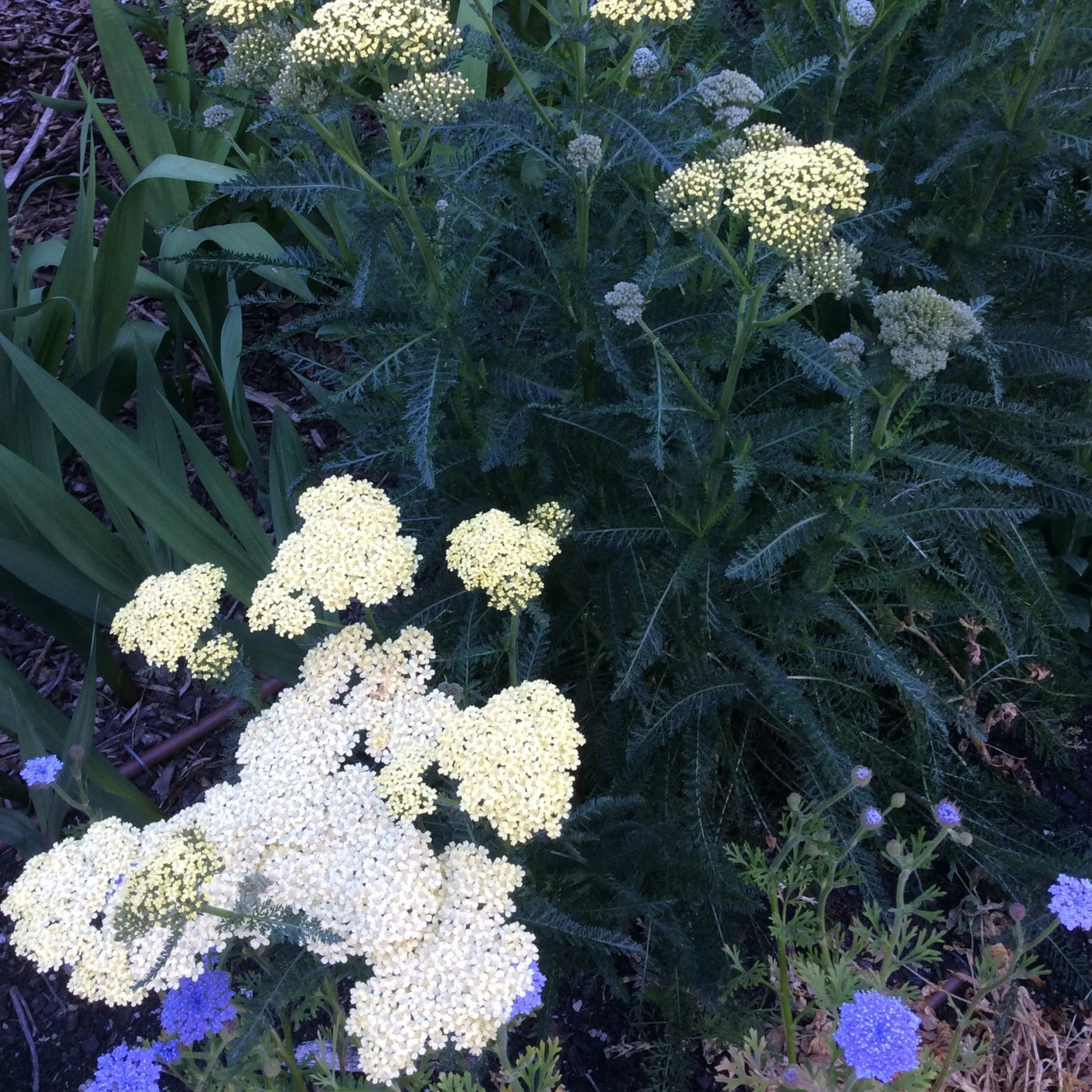 Achillea millefolium | Hella Glasshoff