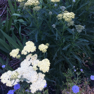 Achillea millefolium | Hella Glasshoff