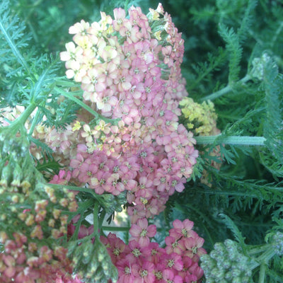 Puriri Lane | Achillea millefolium | Weser River