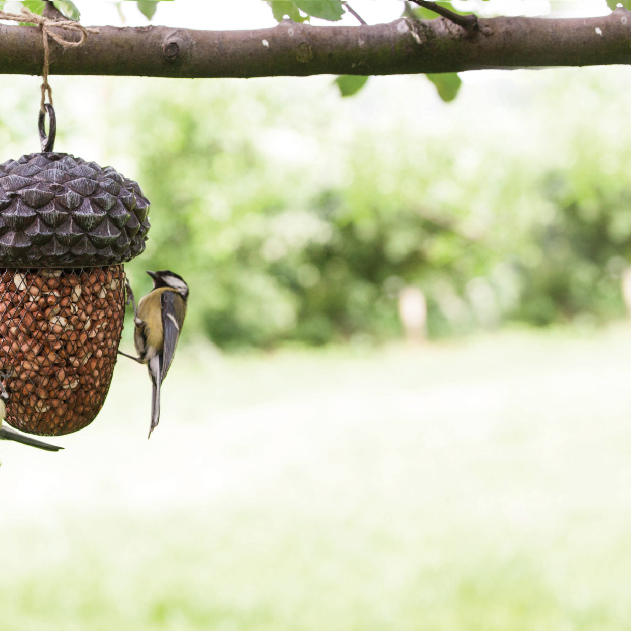 Puriri Lane | Acorn Bird Feeder