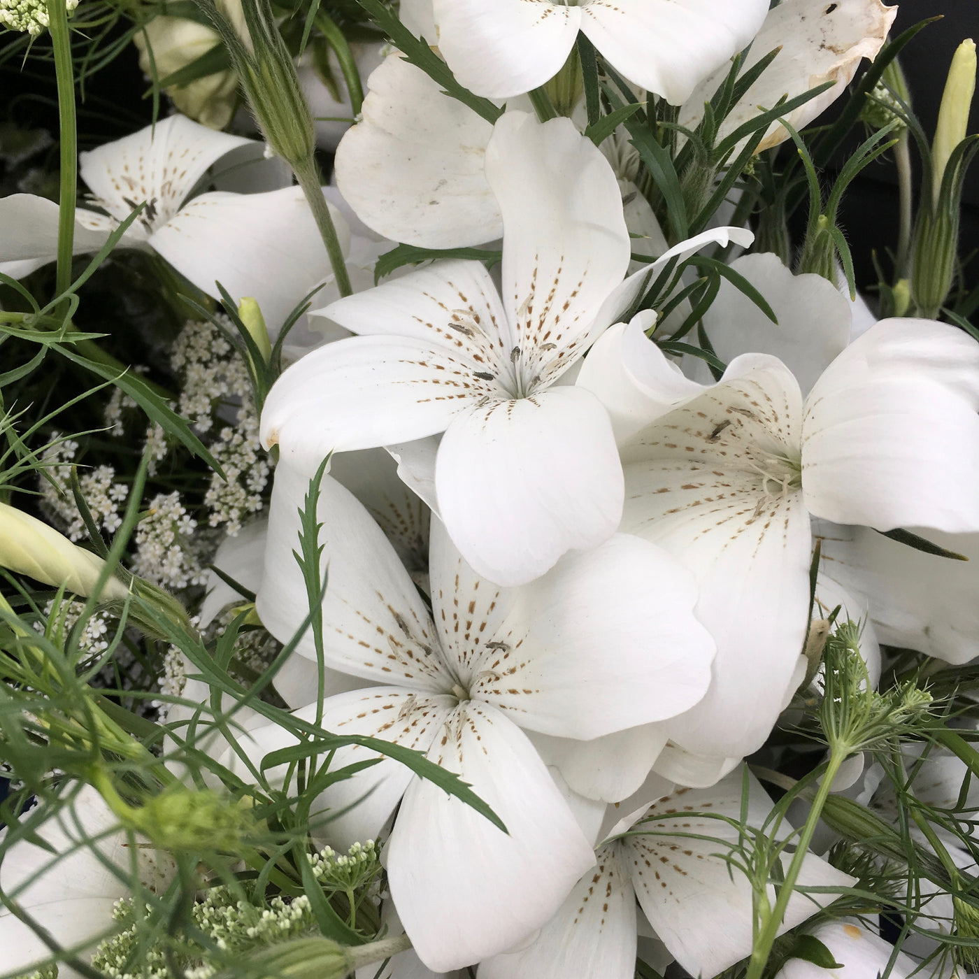 Puriri Lane | Agrostemma githago | Ocean Pearls