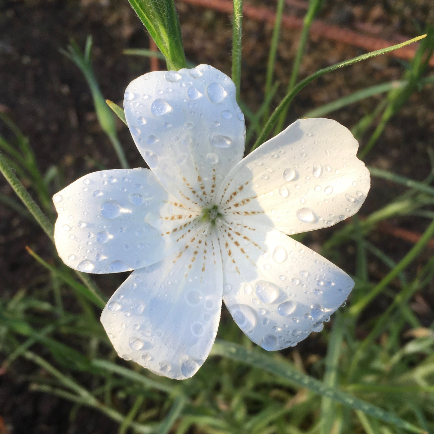 Puriri Lane | Agrostemma githago | Ocean Pearls